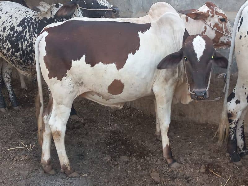 ghr mn pale hue Bachre 2 daant 03143571773 3