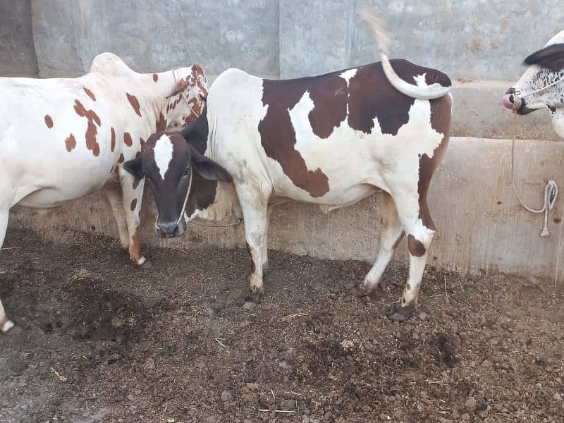 ghr mn pale hue Bachre 2 daant 03143571773 4
