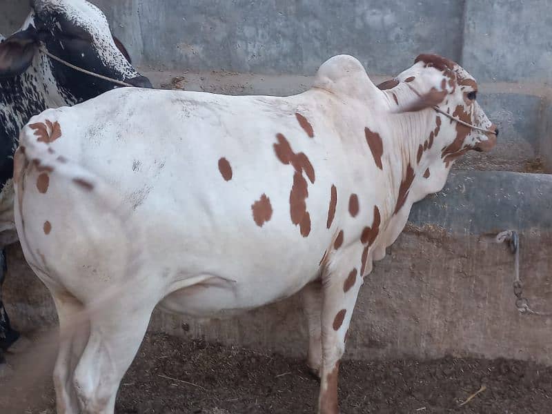 ghr mn pale hue Bachre 2 daant 03143571773 5