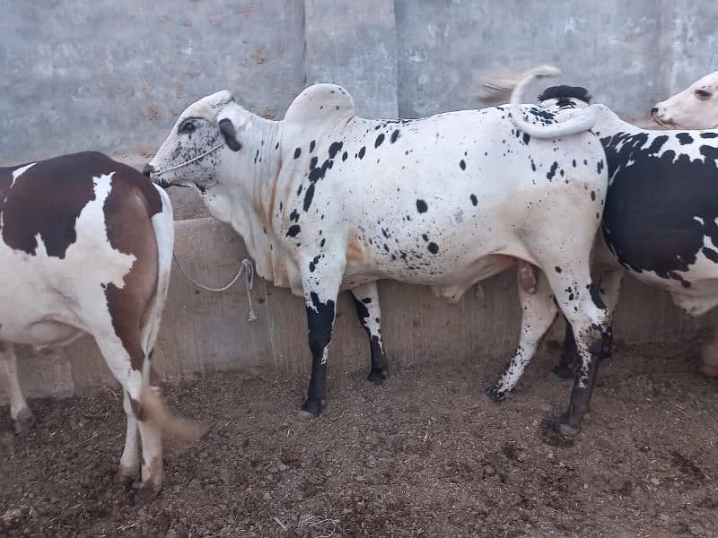 ghr mn pale hue Bachre 2 daant 03143571773 7