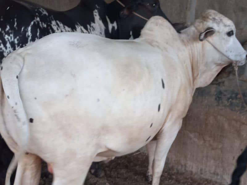 ghr mn pale hue Bachre 2 daant 03143571773 8