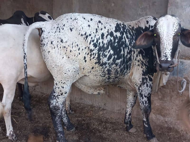 ghr mn pale hue Bachre 2 daant 03143571773 9