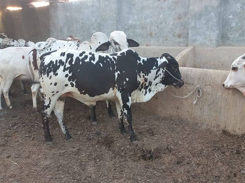 ghr mn pale hue Bachre 2 daant 03143571773 10