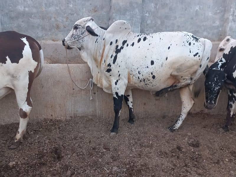 ghr mn pale hue Bachre 2 daant 03143571773 11