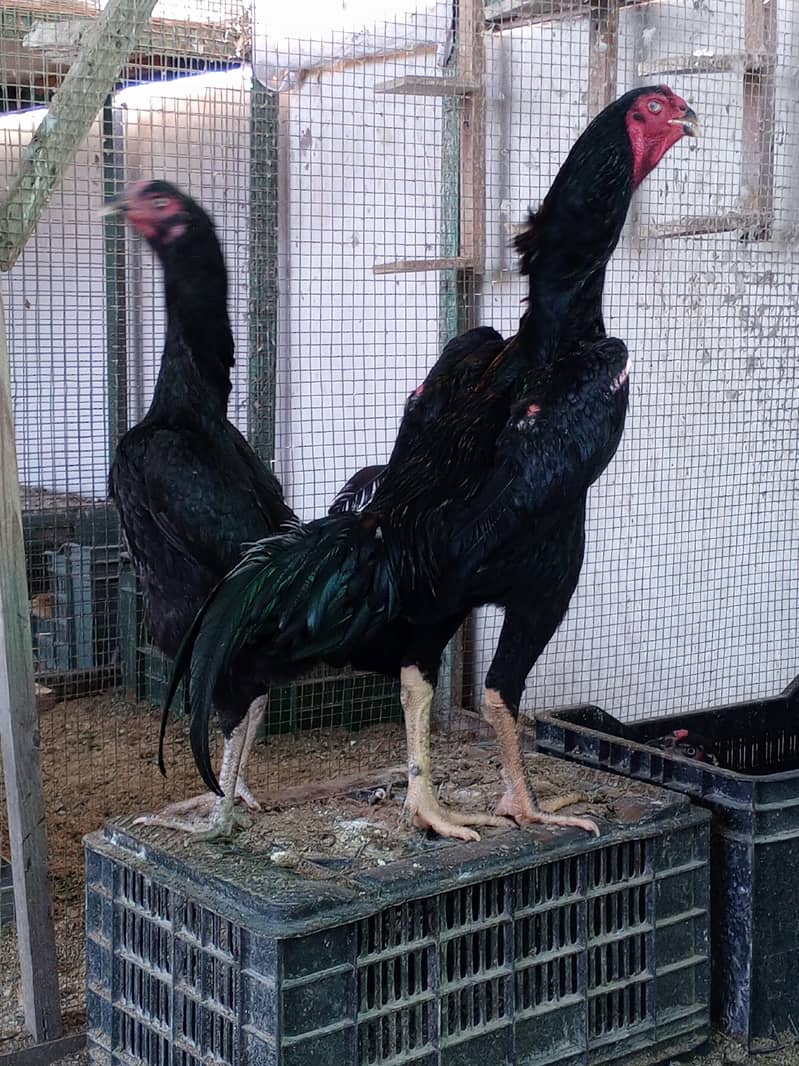 King shamo chicks / White Shamo Chicks / Shamo / Ring Birds king size 4