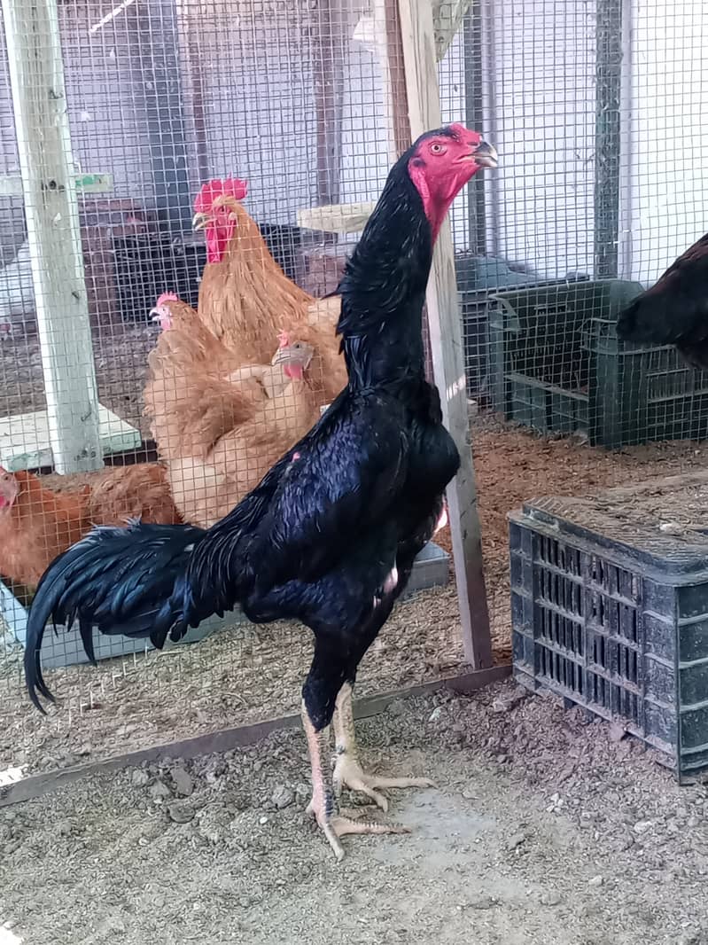 King shamo chicks / White Shamo Chicks / Shamo / Ring Birds king size 6