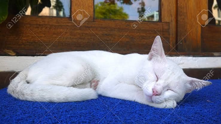 Healthy cat Fully white cat 1 eye Brown 1 eye Blue 0