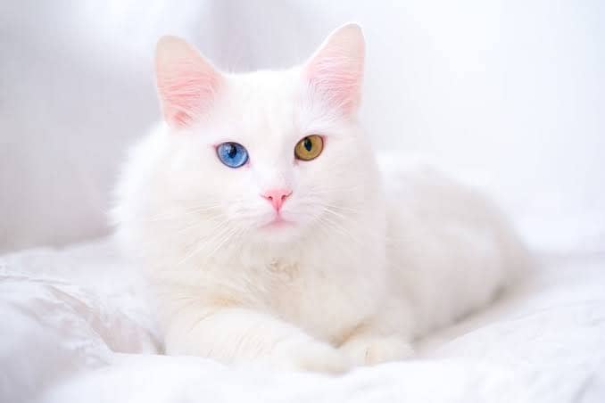 Healthy cat Fully white cat 1 eye Brown 1 eye Blue 2