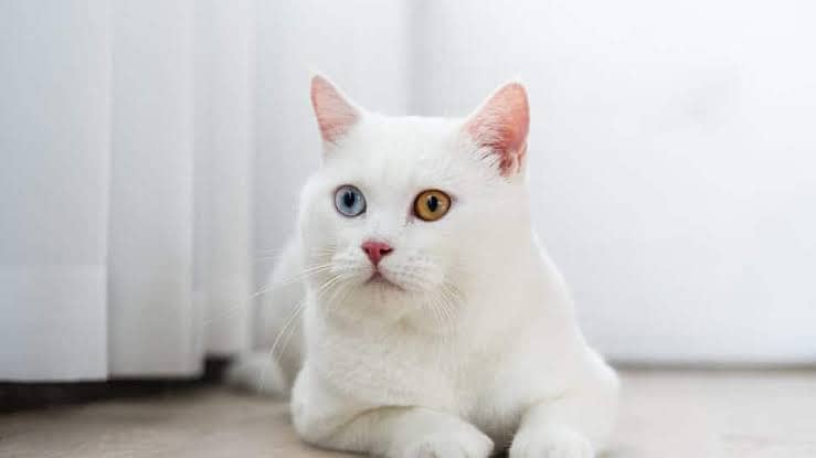 Healthy cat Fully white cat 1 eye Brown 1 eye Blue 3