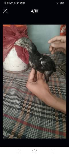 aseel