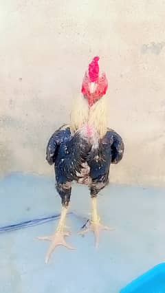 I want to sell my hen