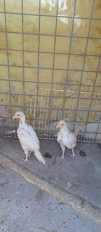 White Heera ka Pathy  For sale hen. 2