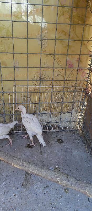 White Heera ka Pathy  For sale hen. 3