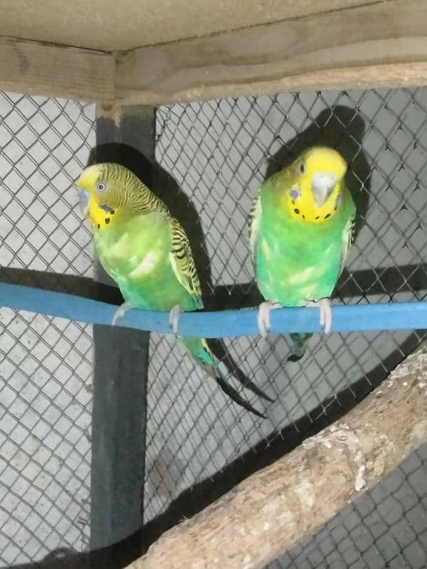 badgies bredder pair for sale 0