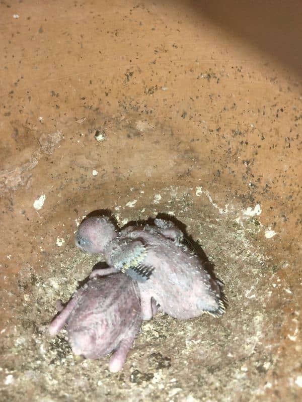 badgies bredder pair for sale 1