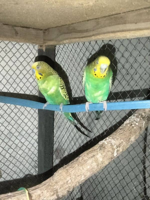 badgies bredder pair for sale 2