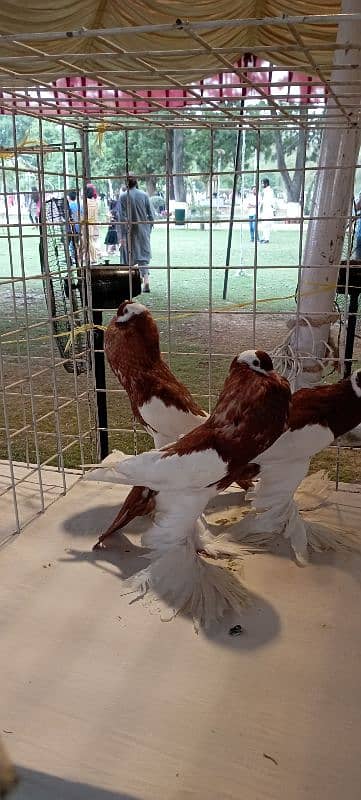 Rewersewing megpie pouter pigeons 0