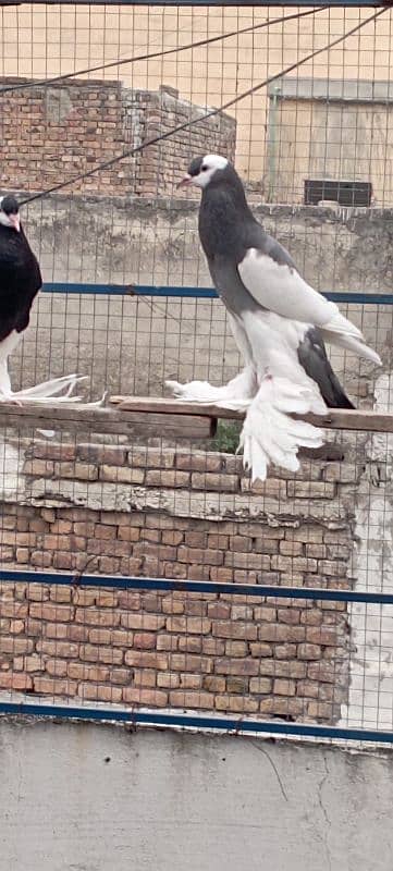 Rewersewing megpie pouter pigeons 2