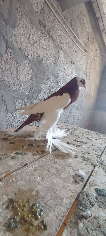 Rewersewing megpie pouter pigeons 3