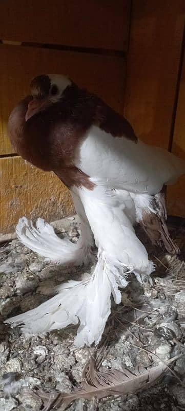 Rewersewing megpie pouter pigeons 6