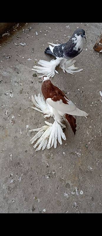 Rewersewing megpie pouter pigeons 14