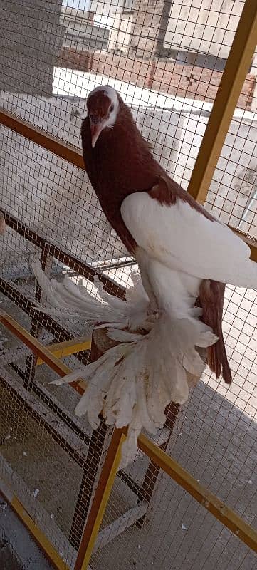 Rewersewing megpie pouter pigeons 17