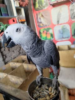 African gray