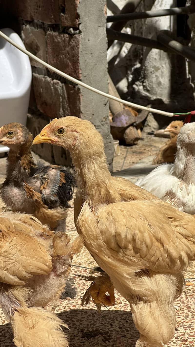 Golden buff chicks for sale 0