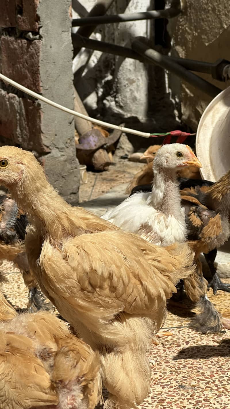 Golden buff chicks for sale 1