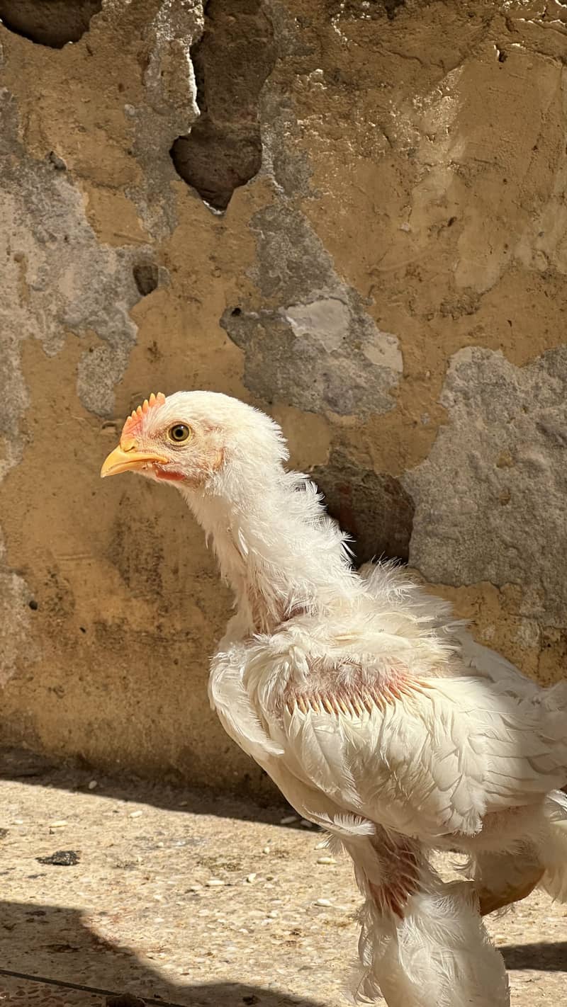 Golden buff chicks for sale 2
