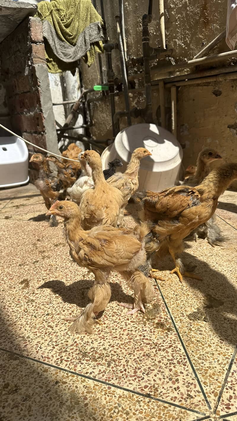Golden buff chicks for sale 3