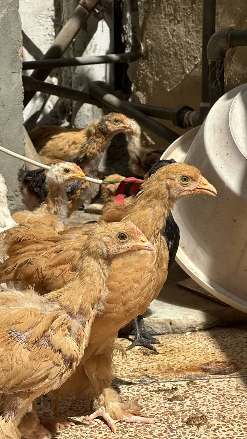 Golden buff chicks for sale 4