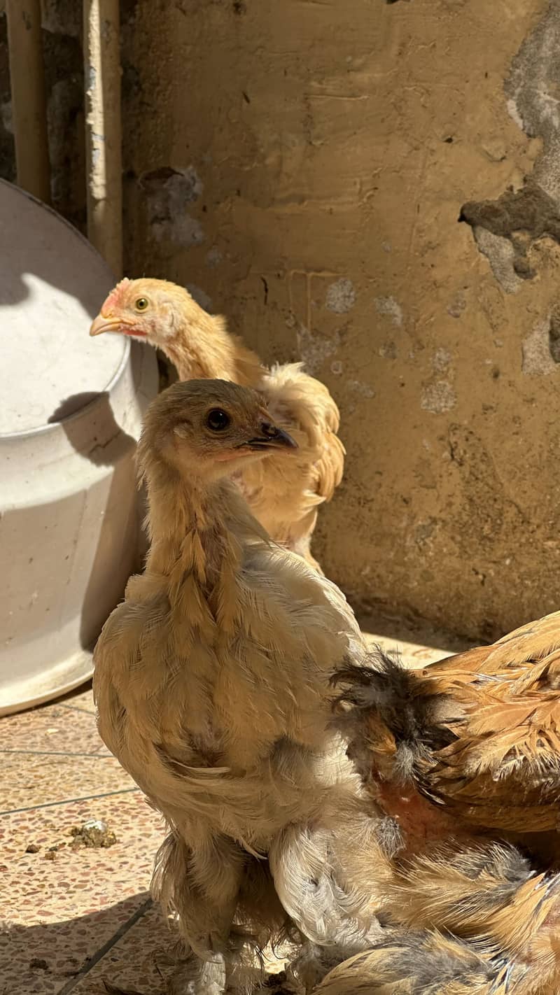 Golden buff chicks for sale 5