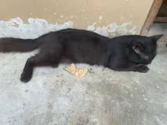cat (read ad first]