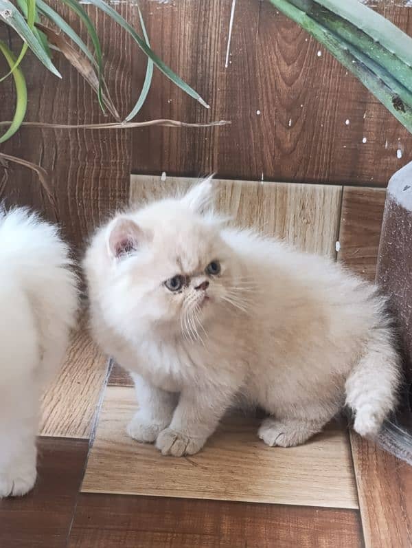 kittens for its lover 1