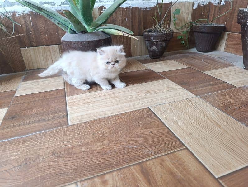 kittens for its lover 2