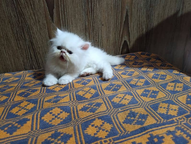 kittens for its lover 0