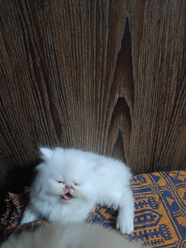 kittens for its lover 5