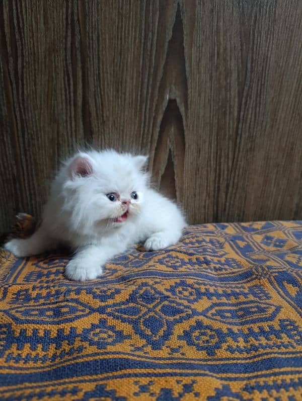 kittens for its lover 6
