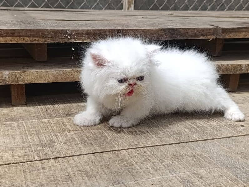 kittens for its lover 7
