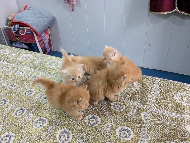 Persian cat/Persian kittens/triple coated/punch face 3