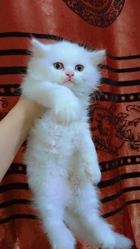 Persian cat/Persian kittens/triple coated/punch face 6