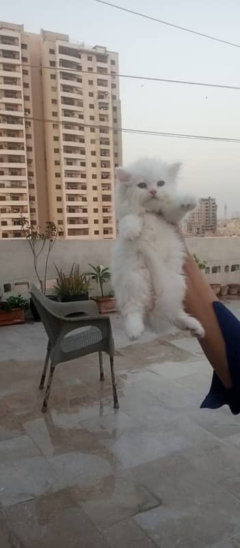Persian cat/Persian kittens/triple coated/punch face 8