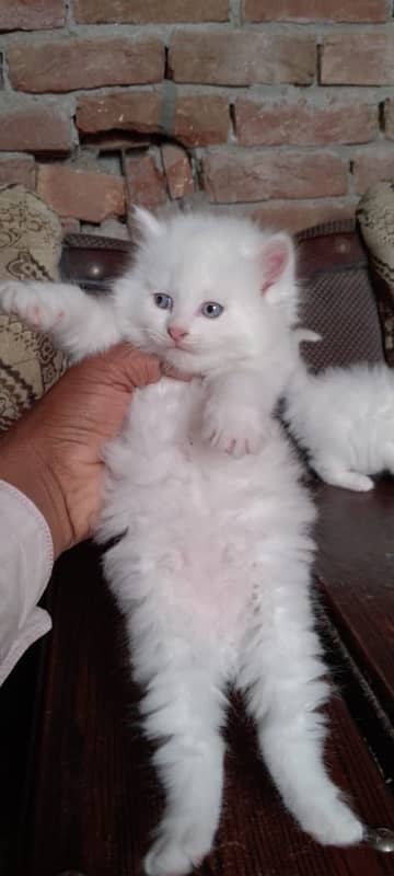 Persian cat/Persian kittens/triple coated/punch face 11