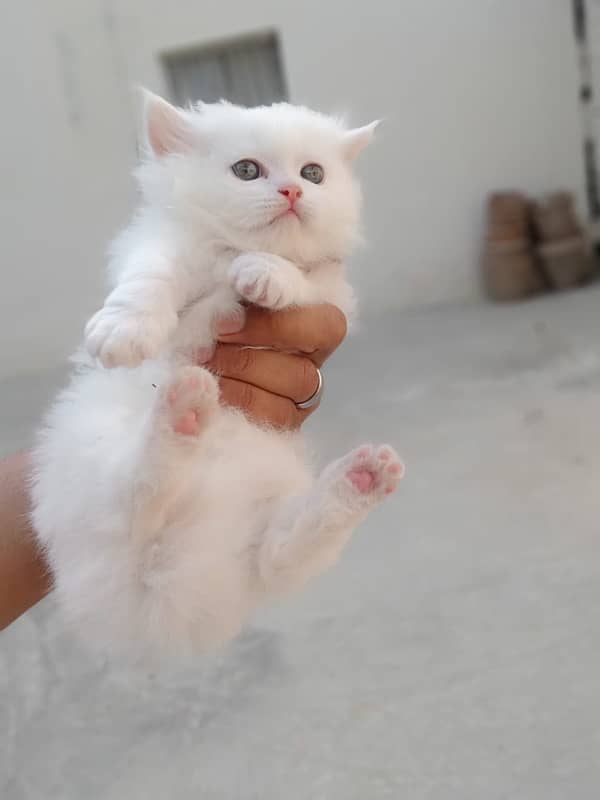 Persian cat/Persian kittens/triple coated/punch face 12