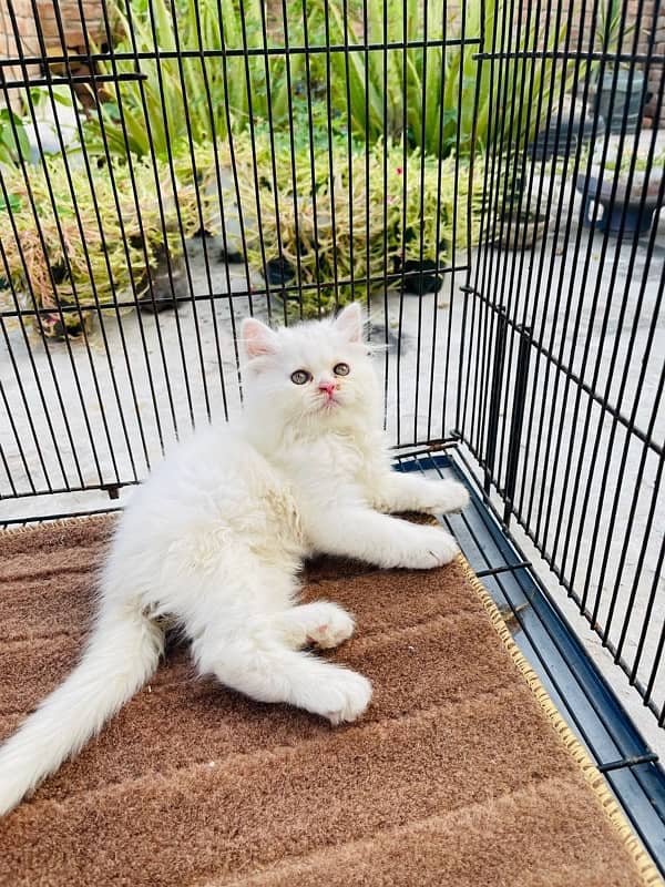 Persian cat/Persian kittens/triple coated/punch face 14