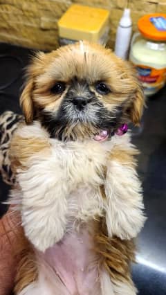 shitzu puppies female 4 month for sale on chepest rate 50k only