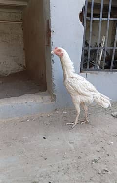Heera