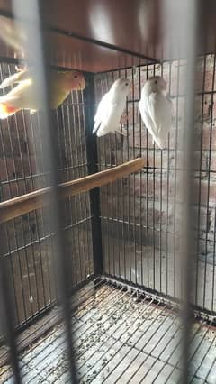 Albino