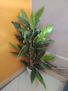 Plants